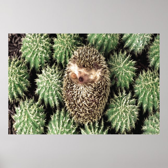 Cactus Garden Poster (Vorne)
