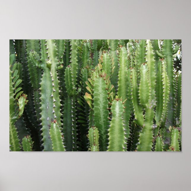 Cactus Garden Poster (Vorne)