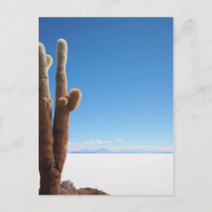 Cactus géant sur la carte postale Salar de Uyuni