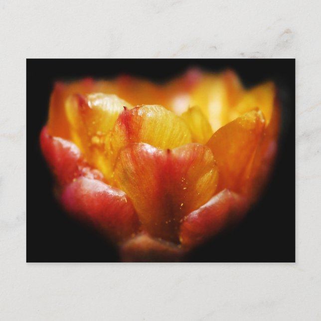 Cactus Glow Postkarte (Vorderseite)