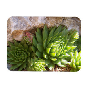 Cactus Magnet