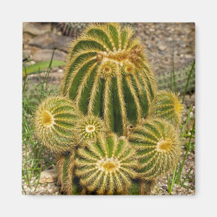 Cactus Magnet