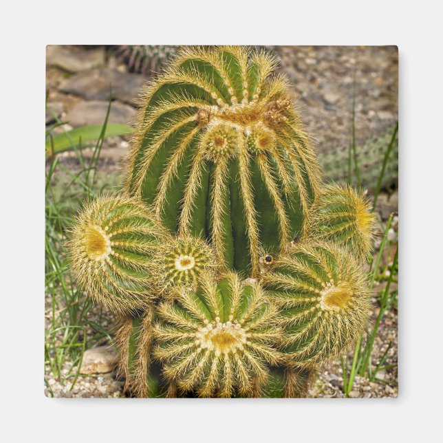 Cactus Magnet (Vorne)