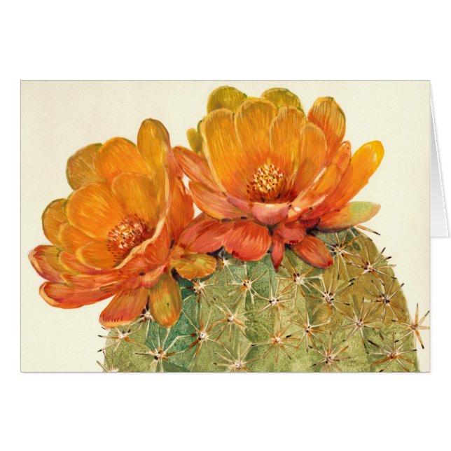 Cactus Orange Blossoms (Vorderseite (Horizontal))