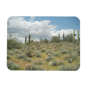 Cactus Pastoral Décoratif Magnets de Photo Occiden