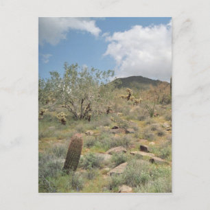 Cactus Pastoral Sonoran Arizona Foto Postkarte