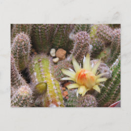 Cactus:Postcard Postkarte