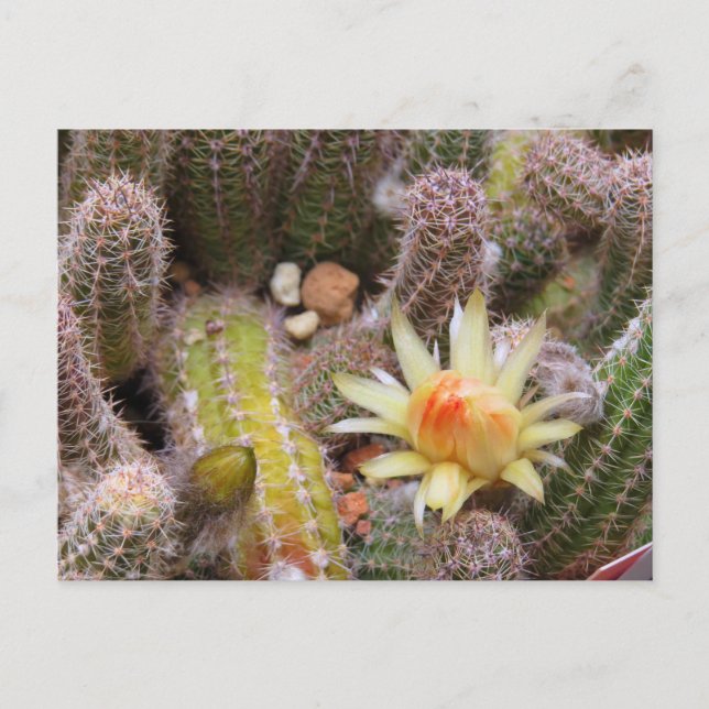 Cactus：Postcard Postkarte (Vorderseite)