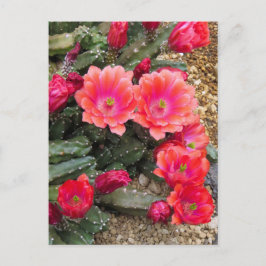 Cactus:Postcard Postkarte