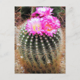 Cactus:Postcard Postkarte