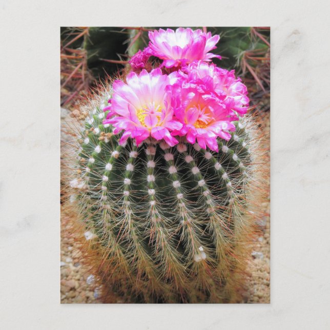 Cactus：Postcard Postkarte (Vorderseite)