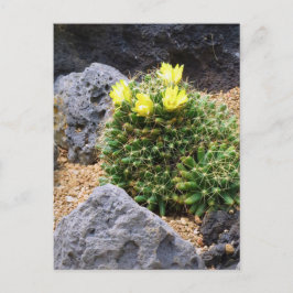 Cactus:Postcard Postkarte