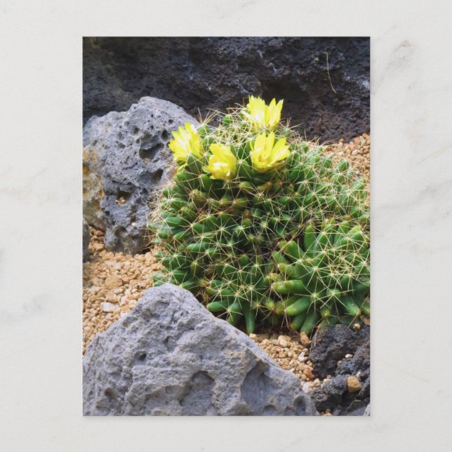 Cactus：Postcard Postkarte (Vorderseite)