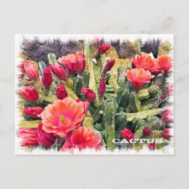 Cactus Postkarte