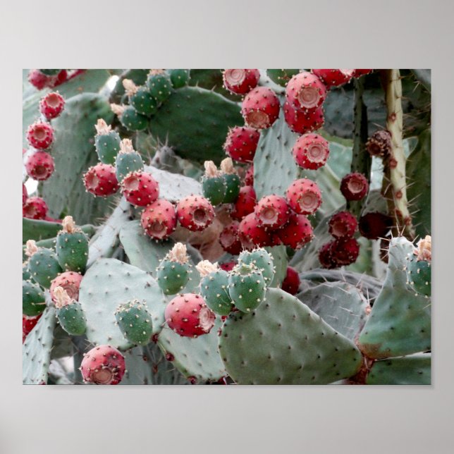 Cactus Red Fruit Foto Value Poster Paper (Vorne)