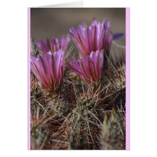 Cactus rose du désert