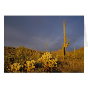 cactus saguaro, Carnegiea gigantea, et teddy