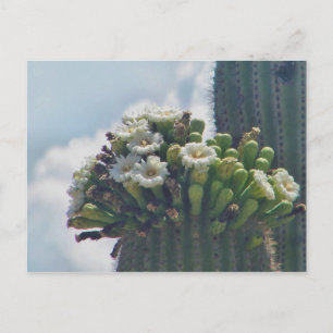 Cactus Saguaro en fleur carte postale