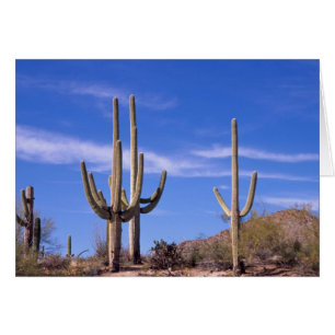 Cactus saguaro géant multi-bras, Saguaro