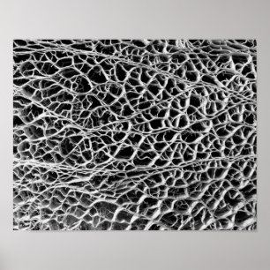 Cactus Skeleton Poster