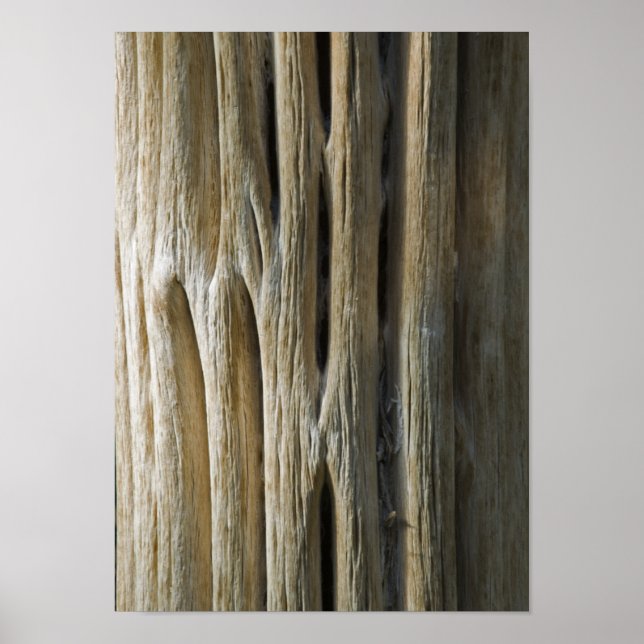 Cactus Skeleton Poster (Vorne)