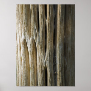 Cactus Skeleton Poster