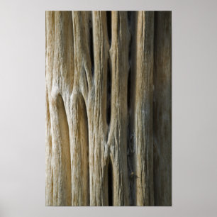 Cactus Skeleton Poster
