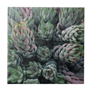 Cactus Small (4,25" x 4,25") Keramik Foto Tile Fliese