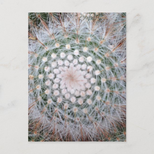 Cactus Spiral Postkarte (Vorderseite)