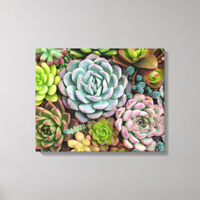 Cactus succulents canvas print leinwanddruck (Vorderseite)
