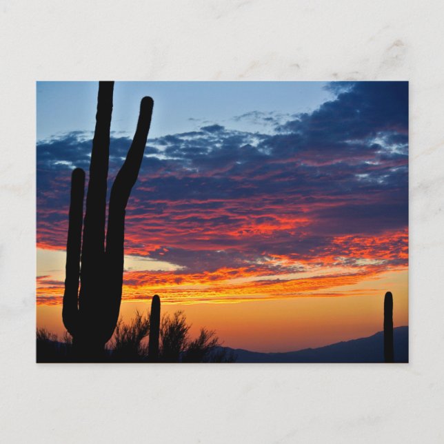 Cactus Sunrise Postkarte (Vorderseite)
