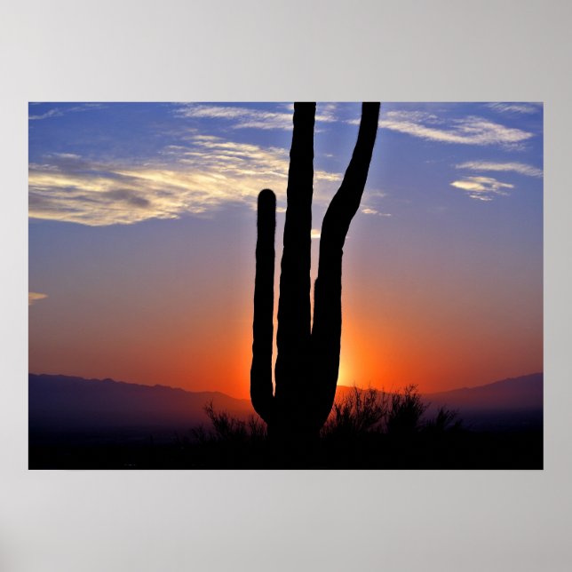 Cactus Sunset Poster (Vorne)