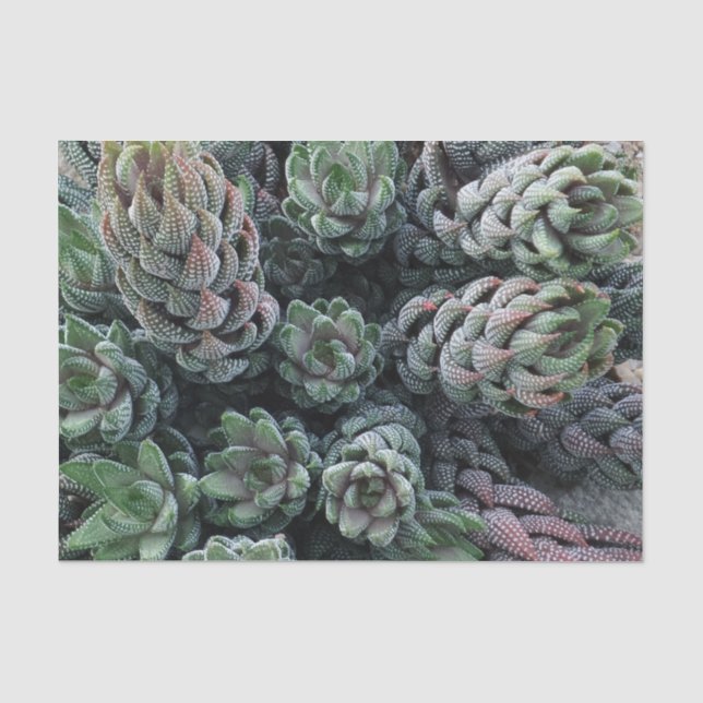 Cactus Tissue Paper Seidenpapier (Vorderseite)