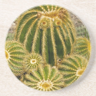 Cactus Untersetzer