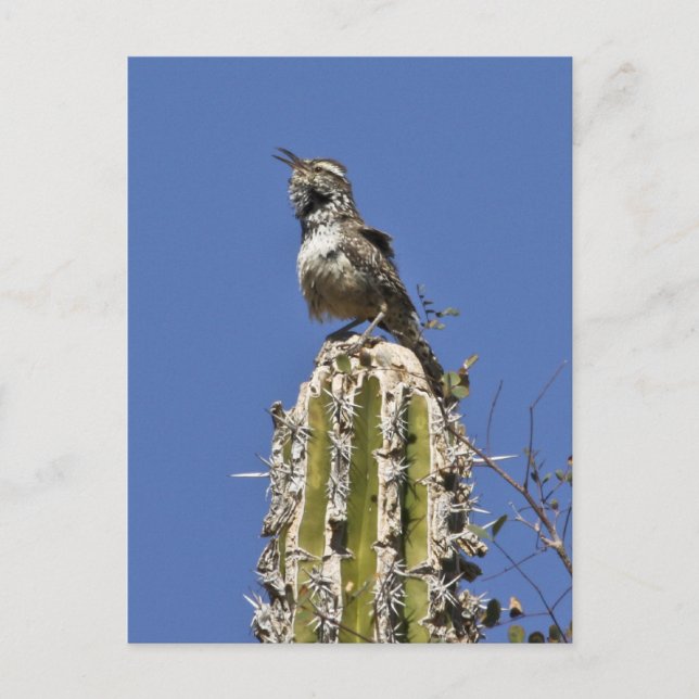 Cactus Wren Postkarte (Vorderseite)