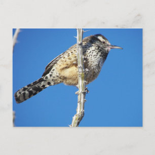 Cactus Wren Postkarte