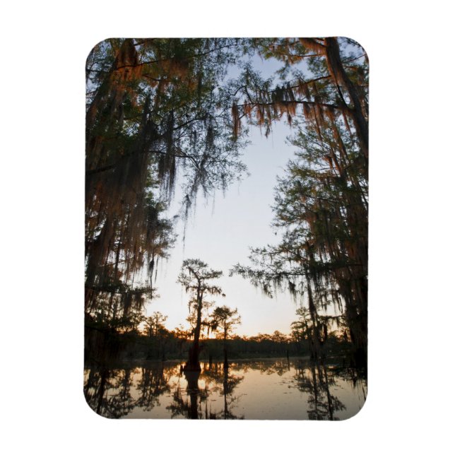 Caddo Lake at sunrise Magnet (Vertikal)