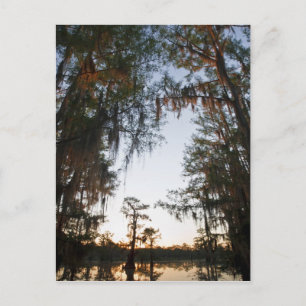 Caddo Lake bei Sonnenaufgang Postkarte