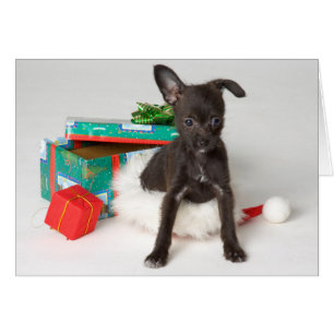 Cadeau de Noël de chienchien