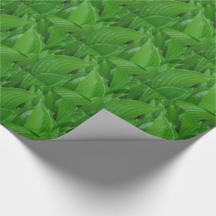 Cadeau Feuille vert de Hosta avec le papier d'emballage
