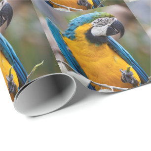 Cadeau Papier d'emballage d'ara bleu et jaune