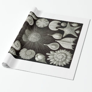 Cadeau Papier d'emballage de coquilles d'Ernst Haeckel