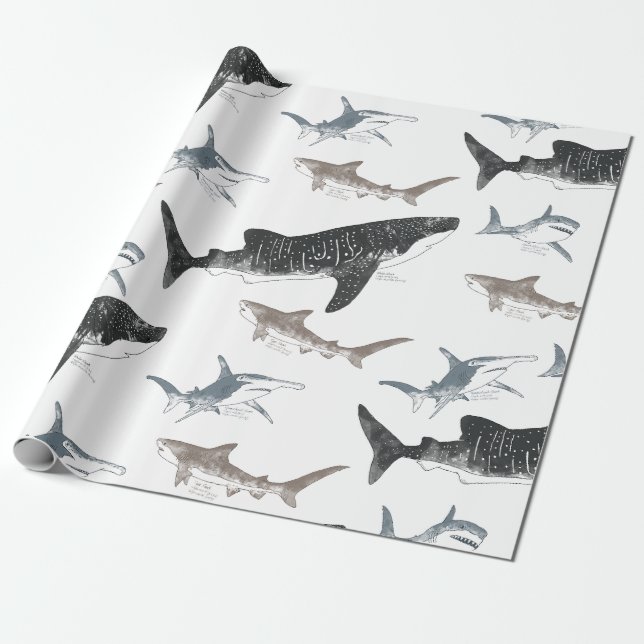 Cadeau Papier d'enlèvement de requin (Déroulé)