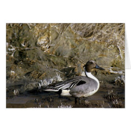 Cadeaux d'amour pour canard à intail