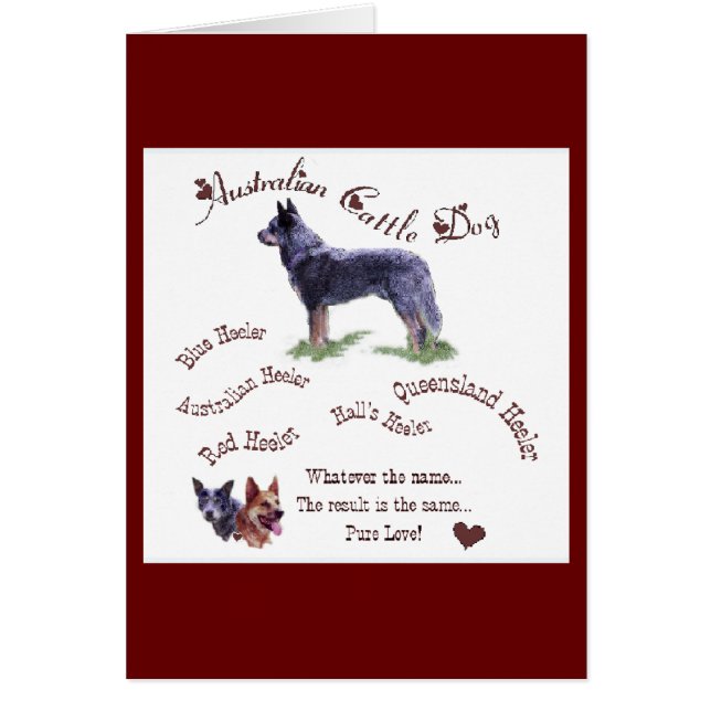 Cadeaux de chien de bétail australien (Devant)