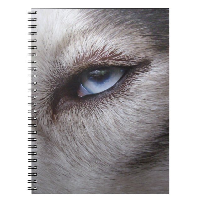 Cadeaux enroués et livres de chien de traîneau (Devant)