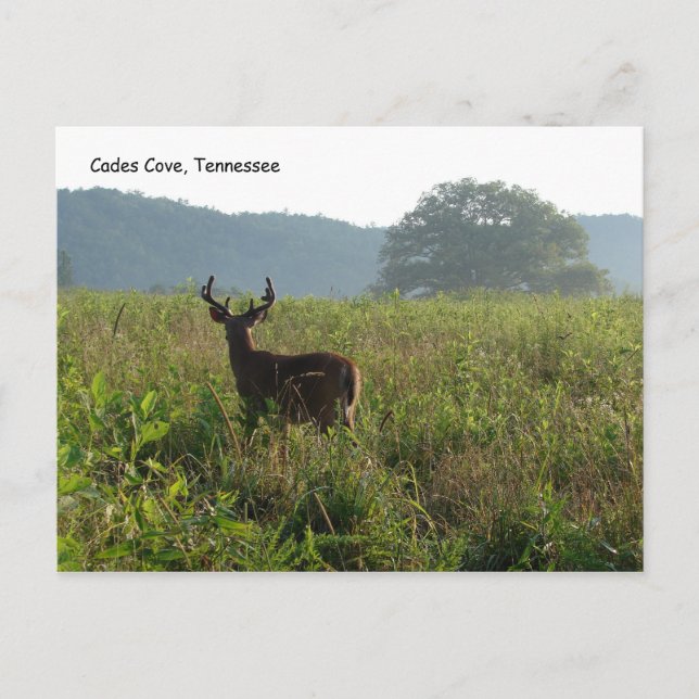 Cades Cove, Tennessee Postkarte (Vorderseite)
