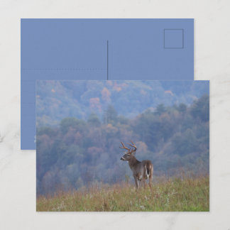 Cades Cove Wildlife - Great Smoky Mountains Postkarte