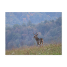 Cades Cove Wildlife - Große Smoky Mountains