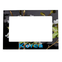 Corée Cerisiers en fleurs blanches